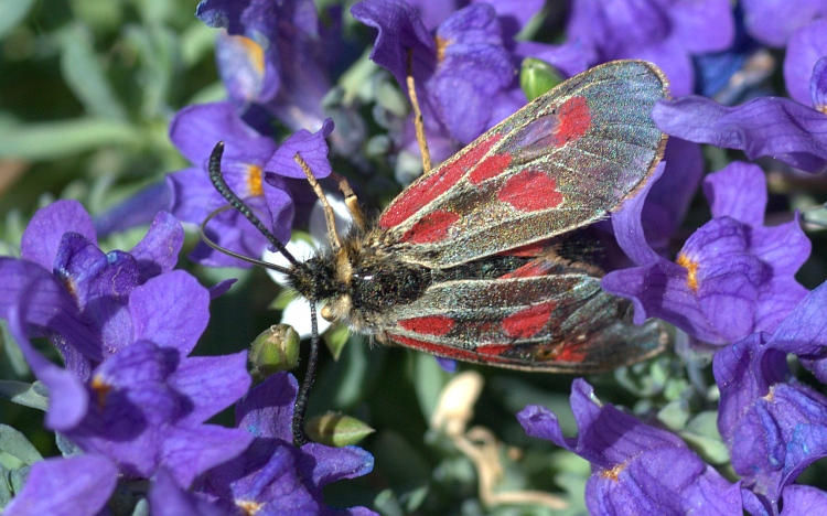 Zygaena in alto Stevio - Zygaena exulans